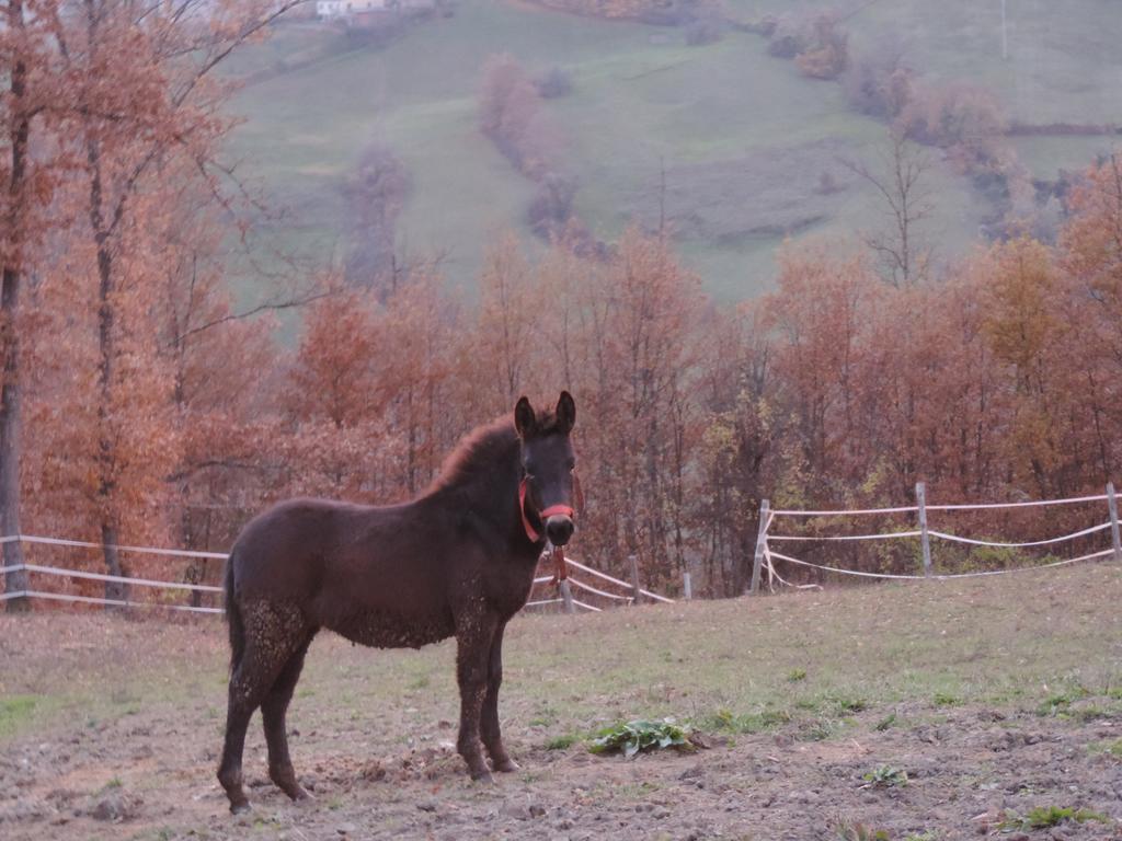 Bauernhof Societa Agricola Cacigolara Borgo Val di Taro